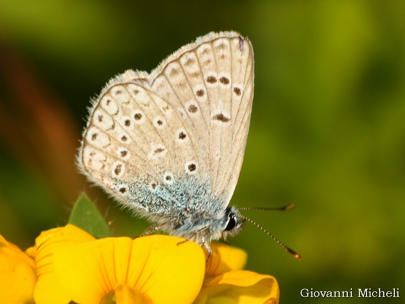 ...Polyommatus thersites ?